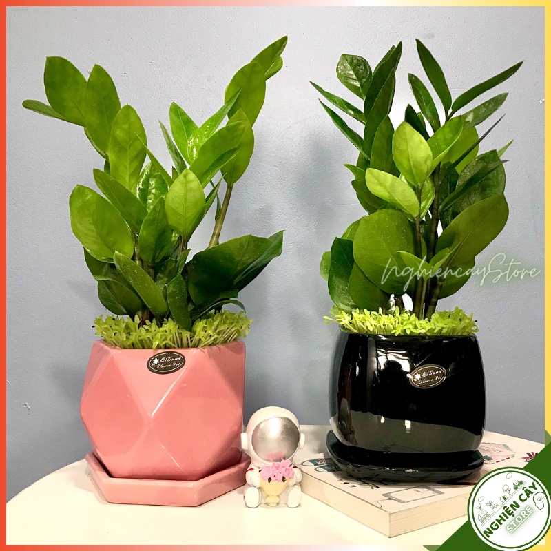 Cây kim tiền chậu men lạnh gắn đĩa để bàn làm việc, quầy thu ngân, làm quà tặng may mắn hút tài lộc