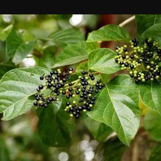 Hạt giống cây lá cách