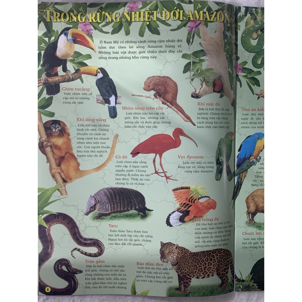 Sách - Quyển Tranh - Thế Giới Động Vật