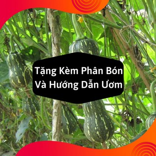 Combo 2 Gói Hạt Giống Bí Hạt Đậu