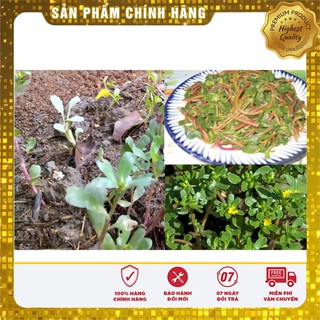 Hạt giống cây sâm đất (rau sam) - 50 hạt
