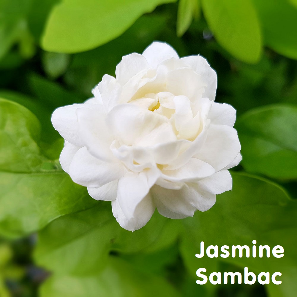 Tinh dầu Nhài Ả Rập Jasmine Sambac Essential Oil