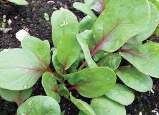 Hạt giống cải bó xôi gân đỏ