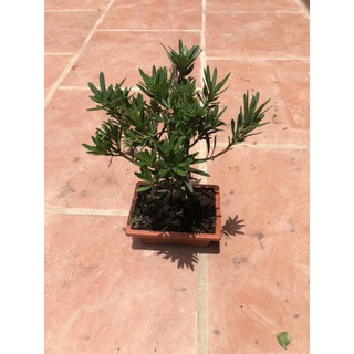 Cây tùng la hán (ảnh thật)