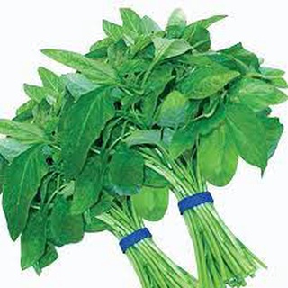 Hạt giống rau dền xanh lá liễu