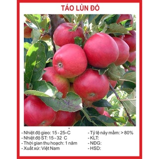 Hạt giống Cây Táo Lùn Đỏ 10 Hạt hạt giống bốn mùa