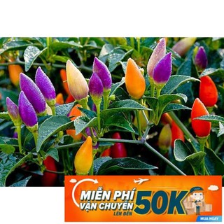 30 Hạt giống Ớt ngũ sắc (tặng gói kích nẩy mầm và hướng dẫn)