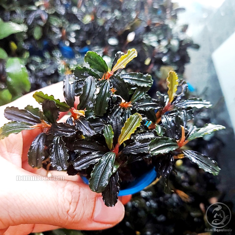 Cây Bucep - Cây thuỷ sinh đẹp, ưa chuộng nhất hiện nay