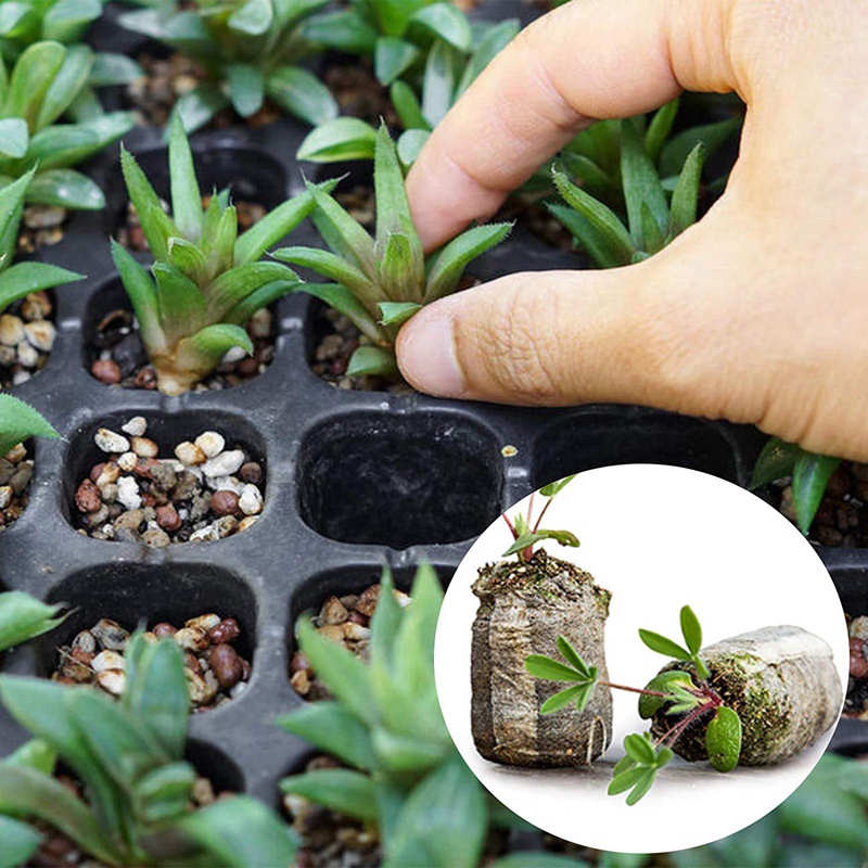 Set 120 Khối Gieo Hạt Trồng Cây 30mm Tiện Dụng