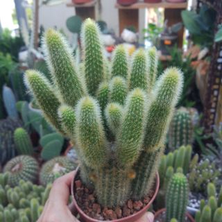 Xương rồng đuôi chồn