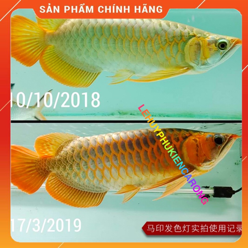 Đèn Bể Cá Chuyên Dụng Tanning Cho Cá Rồng Huyết Long Và Bối Vàng Bóng T5 13000k, 6700k, 2700k Thương Hiệu MAYIN