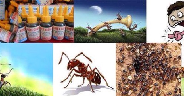 THUỐC DIỆT KIẾN DIỆT GIÁN