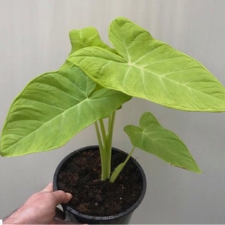 Cây giống bạc hà/ dọc mùng nấu canh chua