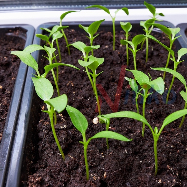 Khay nhựa trồng rau sạch tại nhà