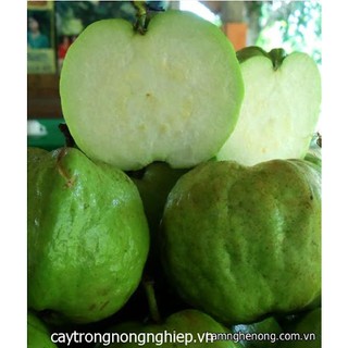Cây giống Ổi không Hạt. [ Cây ghép cho trái sớm ].