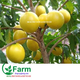 Vcây vú sữa hoàng kim