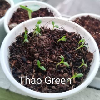 500 Hạt - Cúc Bất Tử Mix Màu