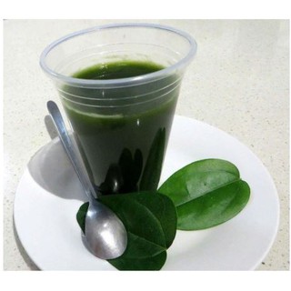 15h Hạt Giống Sương Sâm Lông HẠT GIỐNG CHÍNH HÃNG