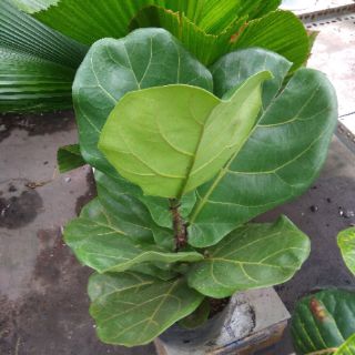Cây bàng Singapore