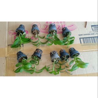 Combo 10 loại phi điệp đột biến gieo hạt