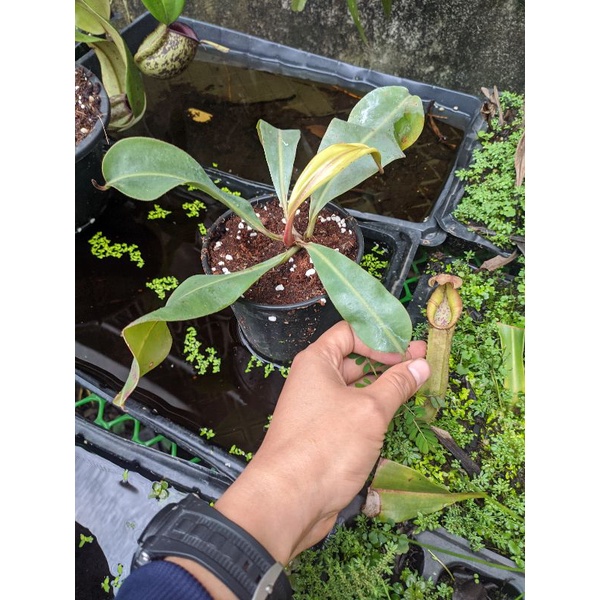 Cây cảnh veitchii LL x boschiana