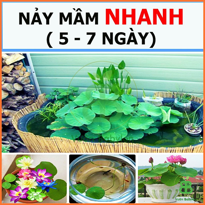 Hạt Giống Sen Mini Mix Nhiều Màu Tỷ Lệ Nảy Mầm Cao