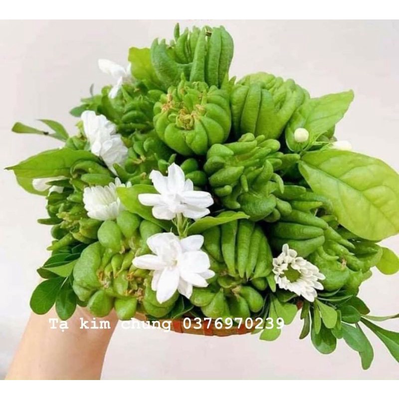 10 Phật thủ mini