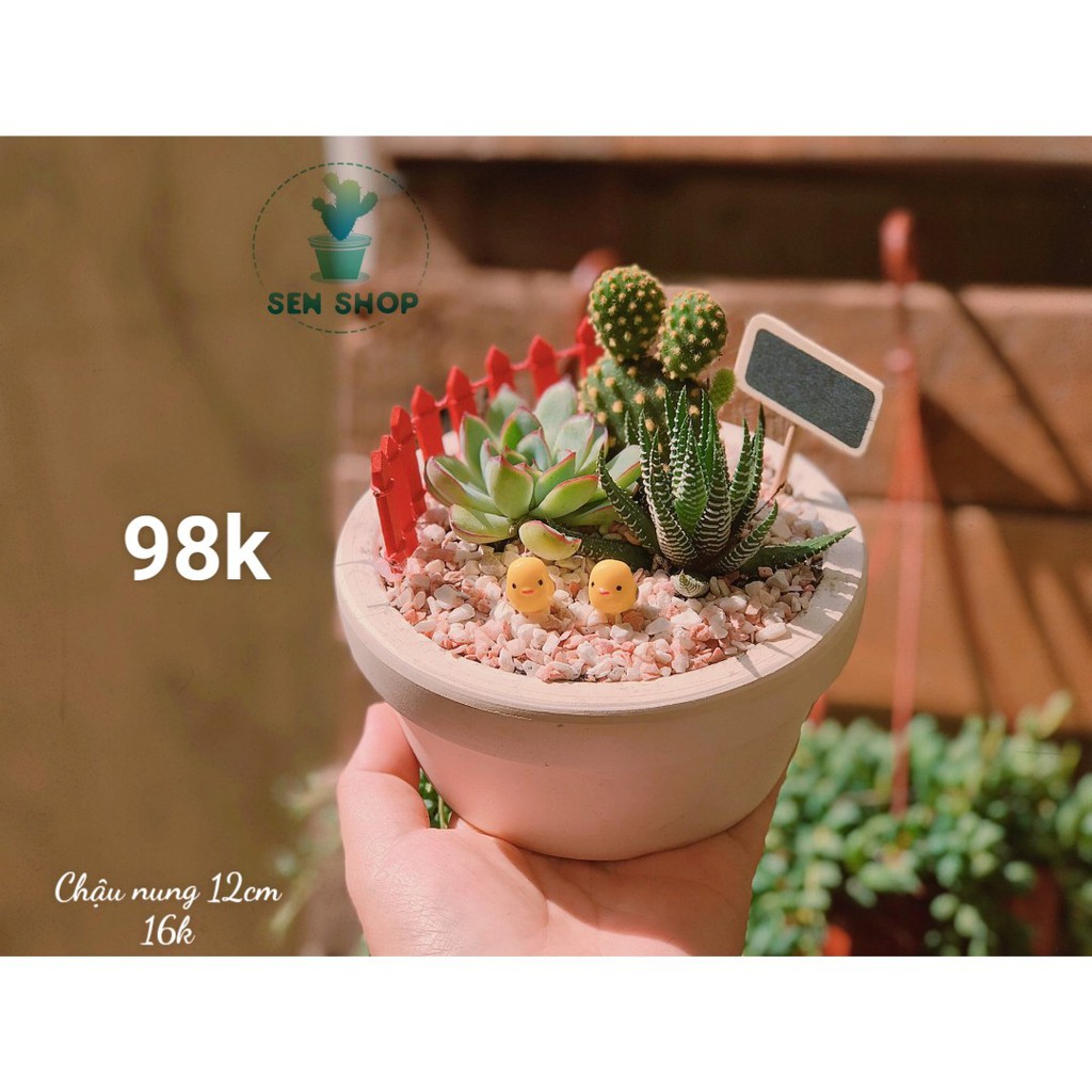 Chậu sen mix tiểu cảnh 26k-99k .