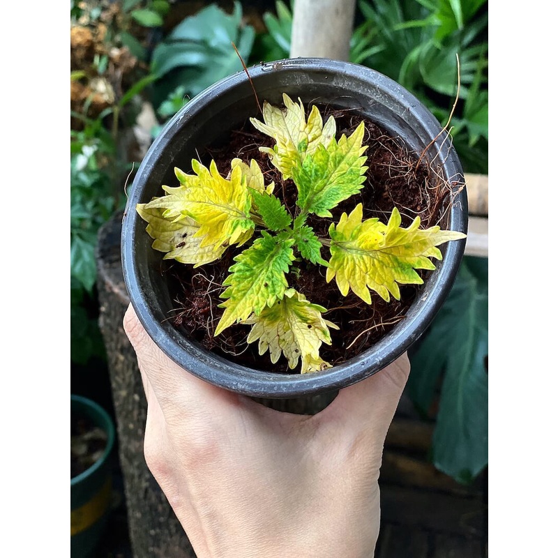 Cây Coleus scutellarioides Diane’s Gold (Lá Gấm Diane’s Gold) chậu nhựa 10cm