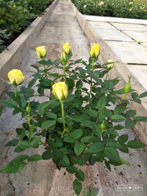 Hoa hồng siêu nụ abida, hàng sẵn hoa - hoa đẹp