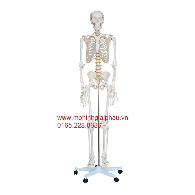 Mô hình giải phẫu bộ xương người trắng 42cm