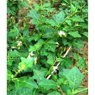 10 hạt giống cà gai leo