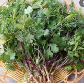 Hạt giống Mùi Bạc Liêu( Mùi Tía) Tặng kèm phân