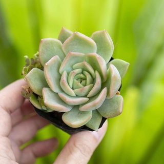 Sen đá kim lam 5-7cm - Vườn sen đá