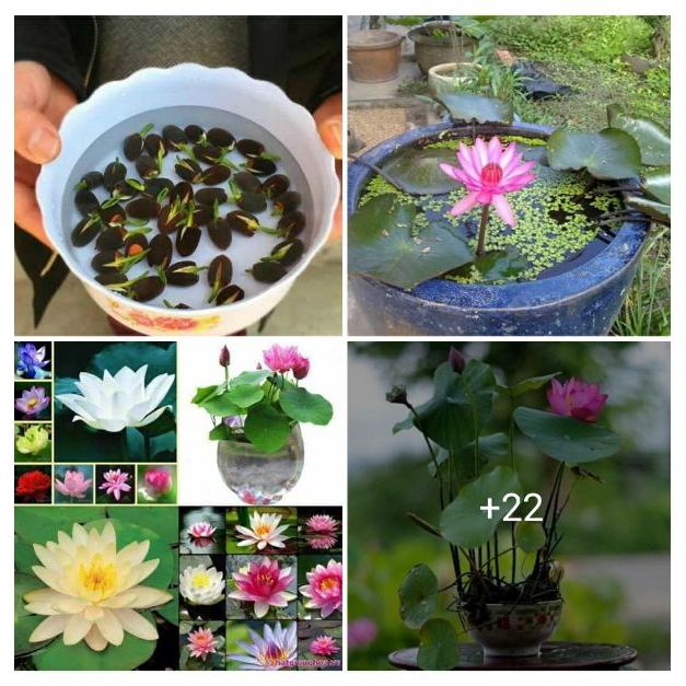 COMBO 10 HẠT GIỐNG HOA SEN NHÂT MINI MIX MÀU