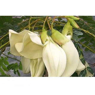 Hạt Giống So Đũa 2gr