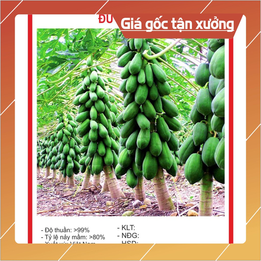 Hạt giống Đu Đủ Lùn 5 Hạt Hạt giống
