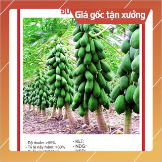 Hạt giống đu đủ lùn 5 hạt hạt giống