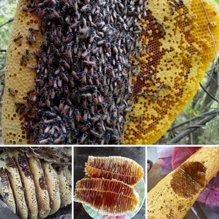 [TRỢ GIÁ] 3 lít mật ong rừng đa hoa đặc biệt - Cam kết nguyên chất - Đặc sánh
