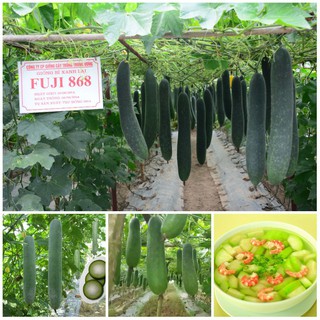 Hạt giống Bí Đao siêu quả gói 2gram