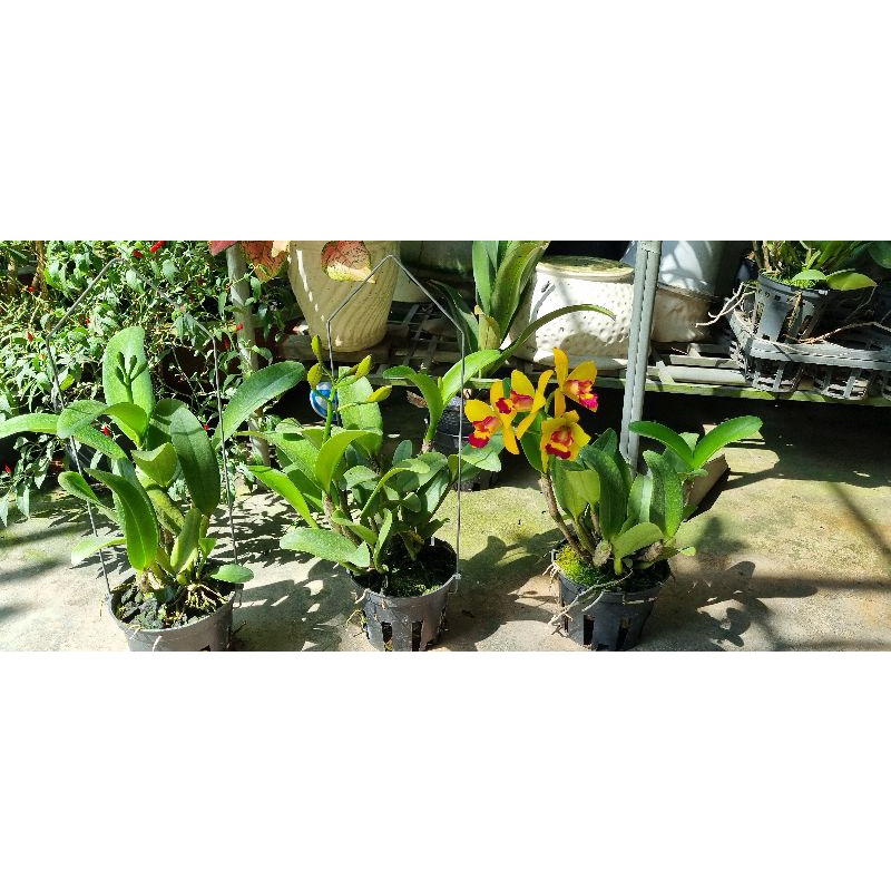 Hoa lan catt mini vàng lưỡi đỏ