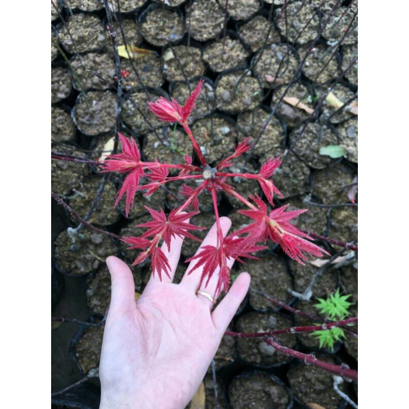 Cây Phong Nhật Bản Combo x2