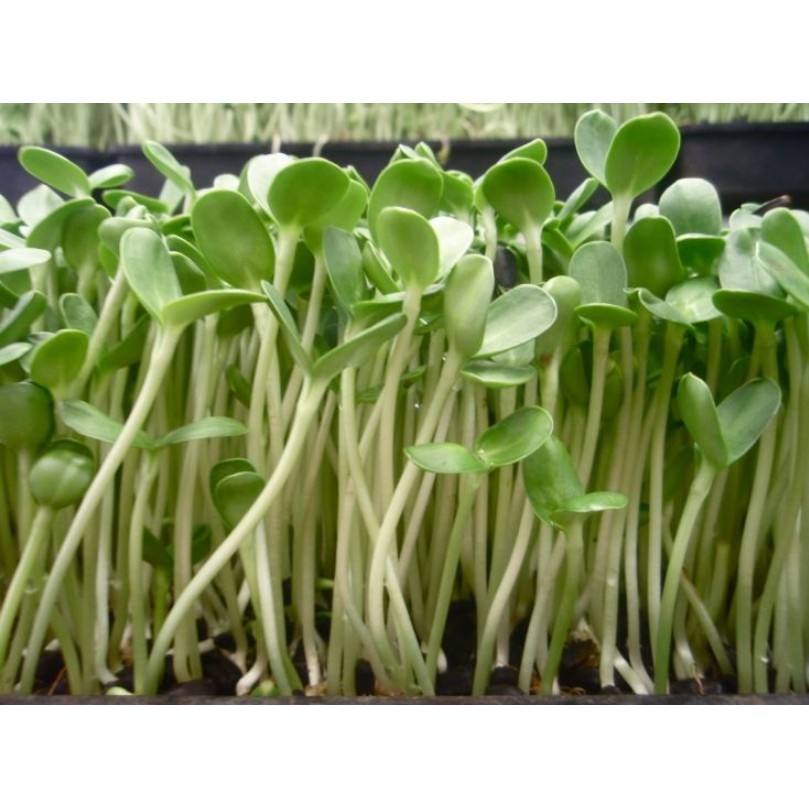 HẠT MẦM HƯỚNG DƯƠNG - GÓI 50 GRAM
