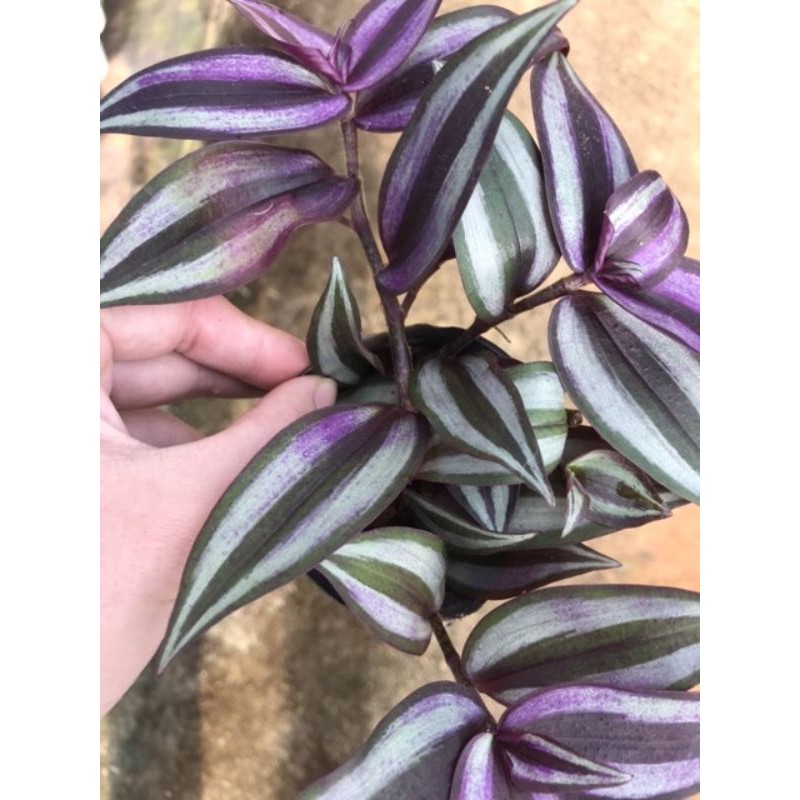 Chậu cứng Bộ sưu tập thài lài