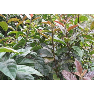 1Kg Xạ đen khô