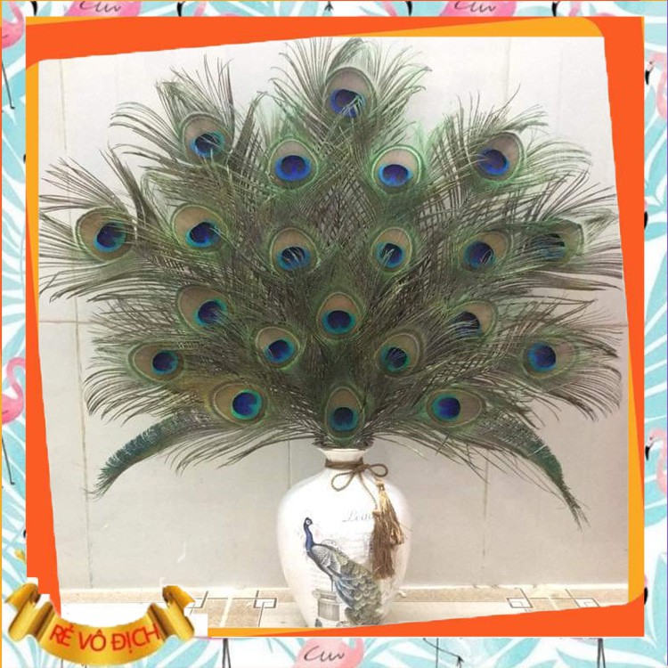 LÔNG CÔNG PHONG THỦY 🌿 FREESHIP 🌿 GIẢM CHỈ CÒN 5K/ CÀNH LÔNG CÔNG 100% TỰ NHIÊN (LÔNG CÔNG ĐẸP) | BigBuy360 - bigbuy360.vn