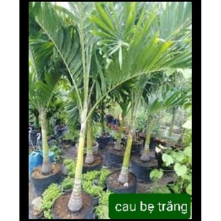 [Combo siêu rẻ] 5 cây cau bẹ trắng loại lớn (>1.2m từ gốc đến ngọn, đường kính >20cm)