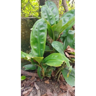 Hoa cẩm tú cầu