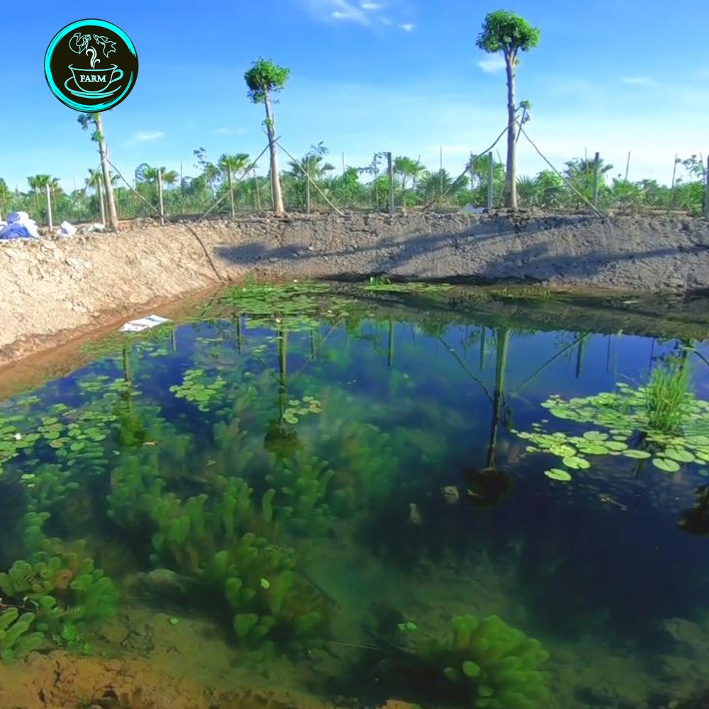 Bèo tai tượng giá sỉ