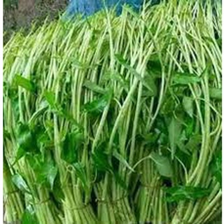 Hạt giống rau muống siêu ngọn ( 30 gram)